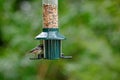 Coal tit, periparus ater, perched on a bird feeder Royalty Free Stock Photo