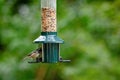 Coal tit, periparus ater, perched on a bird feeder Royalty Free Stock Photo