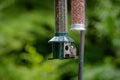 Coal tit, periparus ater, perched on a bird feeder Royalty Free Stock Photo