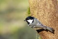 Coal Tit (Periparus ater)