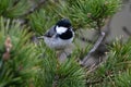 Coal tit or Periparus ater perched on a pine tree Royalty Free Stock Photo