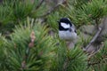 Coal tit or Periparus ater perched on a pine tree Royalty Free Stock Photo
