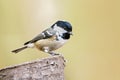 Coal Tit - Periparus ater perched on a tree stump.