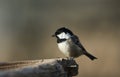 A pretty Coal Tit Periparus ater perched on wood in the forest.