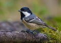 Coal Tit periparus ater sits on fallen old mossy branch near a water pond in the forest Royalty Free Stock Photo
