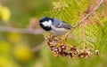 Coal Tit, Periparus ater, Coal Titmouse. A bird sits on a branch of a thuja Royalty Free Stock Photo