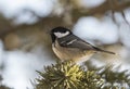 Coal tit Periparus ater