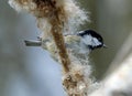 Coal tit picking seeds from a bull rush