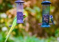 A coal tit and a ring necked parakeet Royalty Free Stock Photo