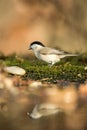 Coal tit sitting on lichen shore of pond water in forest with bokeh background and saturated colors, Hungary, bird reflected