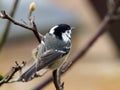 Coal tit on a tree branch