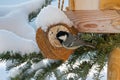 Coal tit, small passerine bird in yellow grey with black white n Royalty Free Stock Photo