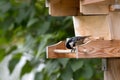 Coal tit, small passerine bird feeding on seed, perching on wood Royalty Free Stock Photo