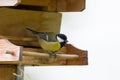 Coal tit, small passerine bird in yellow perching on wooden bird Royalty Free Stock Photo