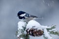 Coal Tit, songbird on snowy spruce tree branch with snow, winter scene. Snow on spruce tree cone. Bird in cold winter. Wildlife sc