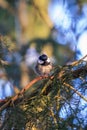 Coal tit on tree branch in the coniferous forest