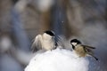Coal Tit and Willow Tit conflict in snow