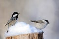 Coal Tit and Willow Tit in snow