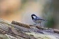 Coal Tit, Zwarte Mees, Periparus ater