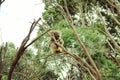 Coala bear sitting on a tree