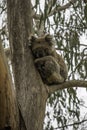 Coala sleeping on a branch of the eucalyptus his favorite food are eucalyptus leaves