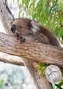 Coala sleeping on a branch Royalty Free Stock Photo