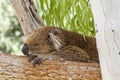 Coala sleeping on a branch Royalty Free Stock Photo