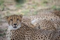 Coalition of Cheetahs laying in the sand