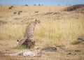 Coalition of cheetahs watching the wildebeest during the migration