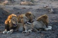 A coalition of male lions lying together