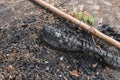 Coals after fire in the forest. Charred tree trunks in a coniferous forest.