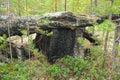 Coals after fire in the forest. Charred tree trunks in a coniferous forest.