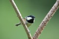 Coaltit Royalty Free Stock Photo