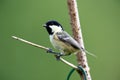 Coaltit Royalty Free Stock Photo