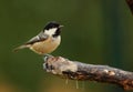 A coaltit bird . Royalty Free Stock Photo