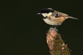 Coaltit bird. Royalty Free Stock Photo