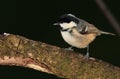 Coaltit bird. Royalty Free Stock Photo