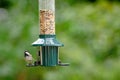 Coal tit, periparus ater, perched on a bird feeder Royalty Free Stock Photo