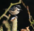 Coaltit in tree looking for food. Royalty Free Stock Photo