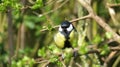 Coaltit in the trees Royalty Free Stock Photo