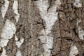 Coarse Birch Tree Bark Texture Background Royalty Free Stock Photo