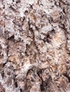 Coarse brown bark, rough surface