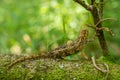 Coarse Chameleon - Trioceros rudis