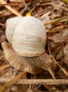 coarse grape snail creeping through the forest among leaves and branches Royalty Free Stock Photo