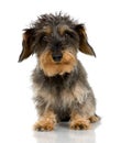 Coarse haired Dachshund Royalty Free Stock Photo