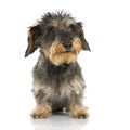 Coarse haired Dachshund Royalty Free Stock Photo