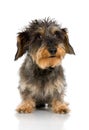 Coarse haired Dachshund Royalty Free Stock Photo