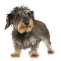 Coarse haired Dachshund Royalty Free Stock Photo
