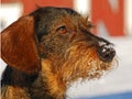 Coarse-haired dachshund