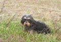 Coarse haired dachshund Royalty Free Stock Photo